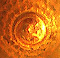 Identificazione di un Triphorinae